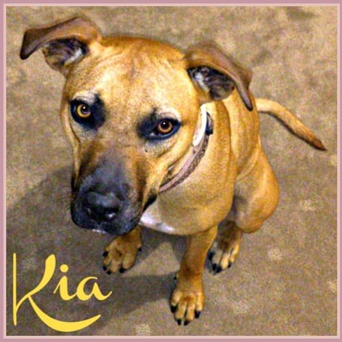 No photo for Kia