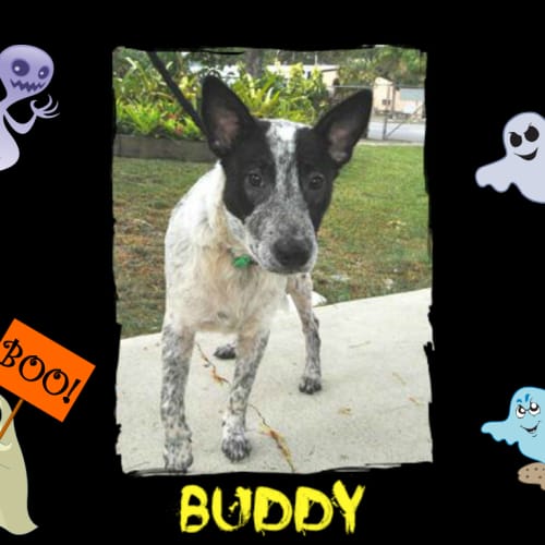 Buddy