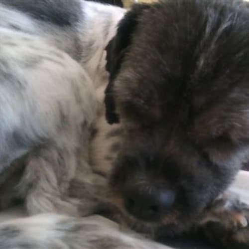 No photo for Poppet