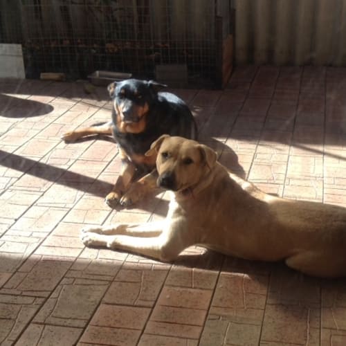 No photo for Jet & Rain   What A Team!