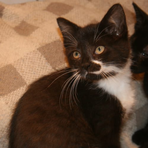 No photo for Badger*On Trial With His New Family*