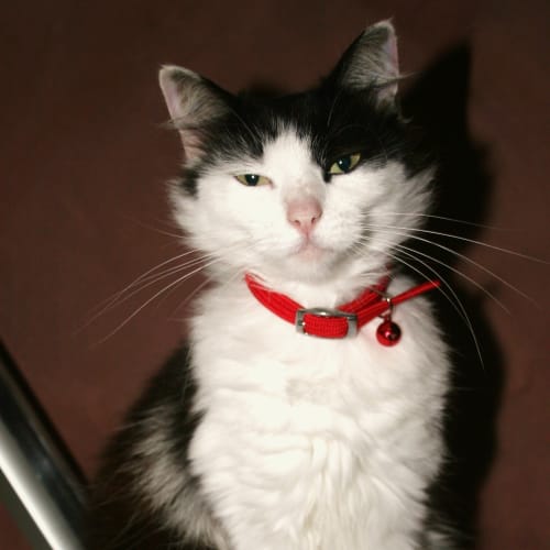No photo for Shelby*On Trial With Her New Family*