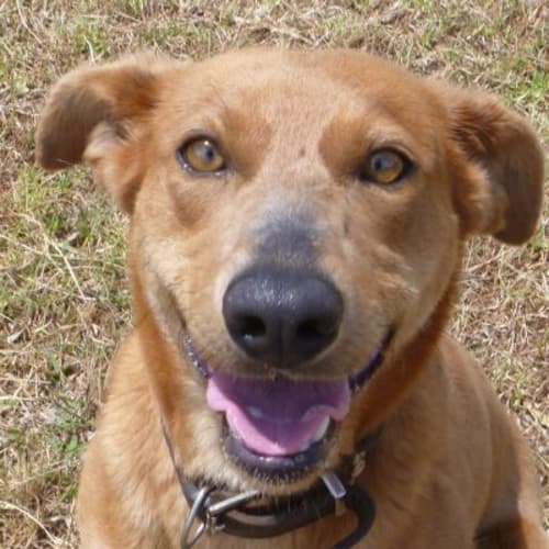 No photo for Dinga 744034
