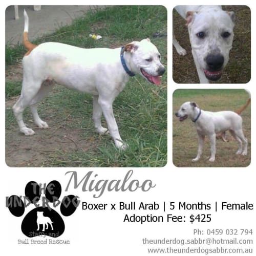 No photo for Migaloo