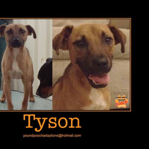 No photo for Tyson