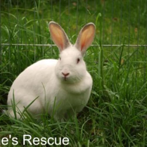 Carly - Desexed and Vaccinated