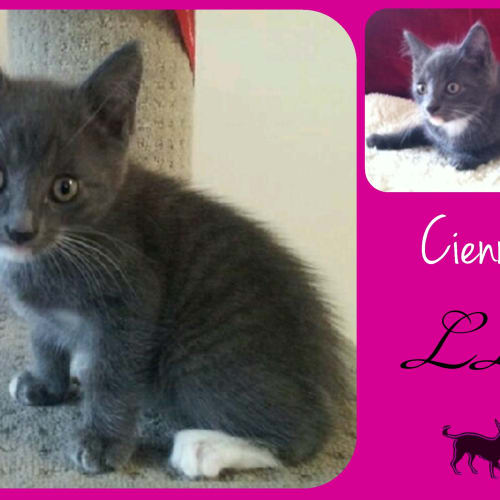 Cienna