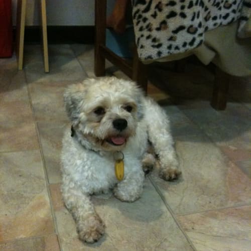 Biscuit