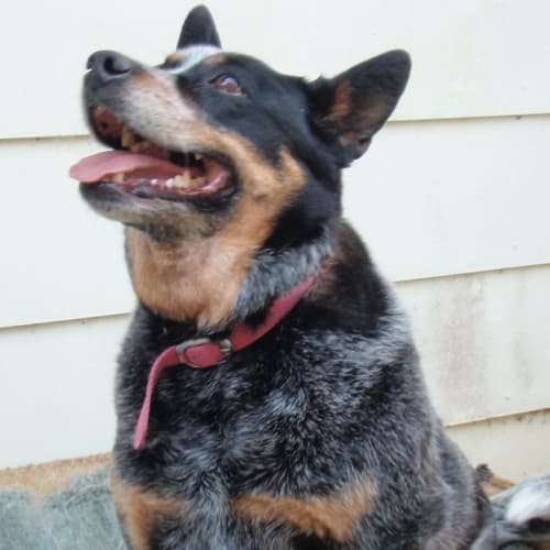 No photo for Lassie (E893)