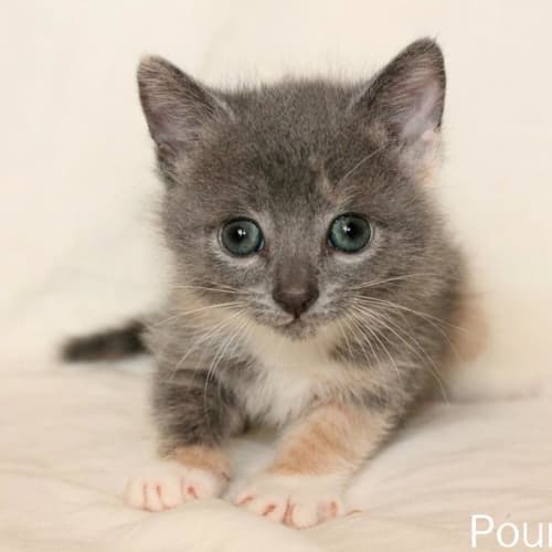 No photo for Pound Cats | Gravity