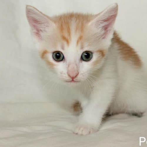No photo for Pound Cats | Peaches