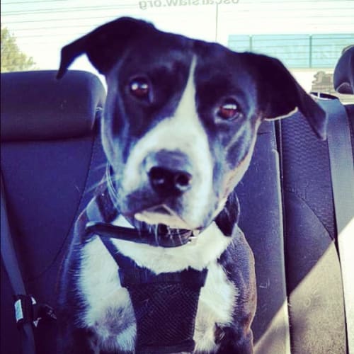 No photo for Koda Hd101 *In Kennels   Urgent Foster Required*