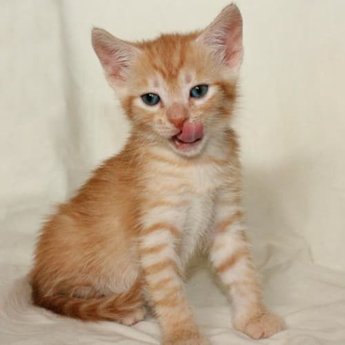 No photo for Pound Cats | Jaffa