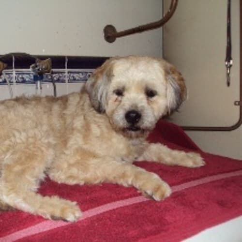 Humphrey B Bear
