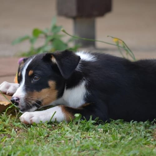 No photo for Jet (Adoption Pending)