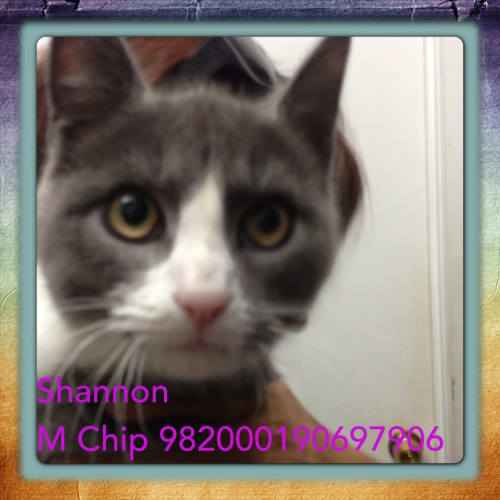 No photo for Shannon