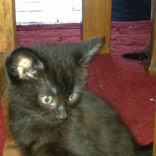 No photo for Melman, On Trial With His New Family