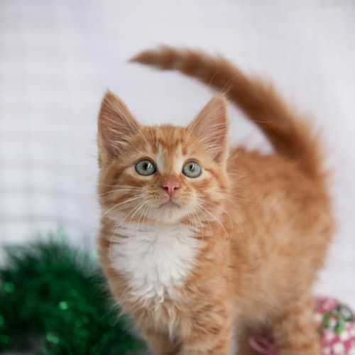 No photo for Pound Cats | Xmas Ginja