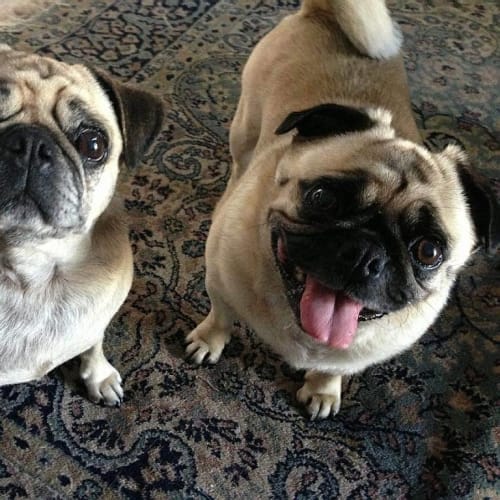 No photo for Lola & Gracie