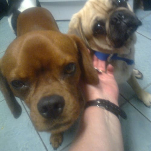  Jagar the fawn Pug