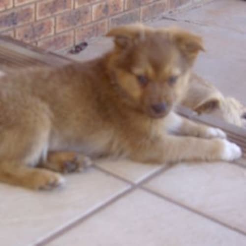 Kooper