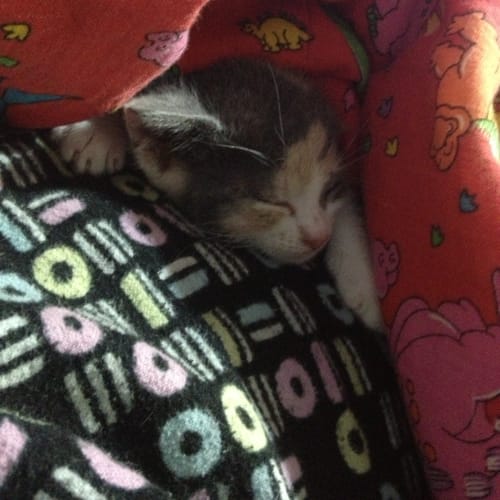 No photo for Kitty