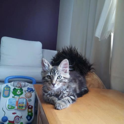 No photo for Kitten