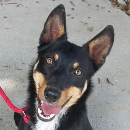 No photo for *Adoption Pending* Lenny