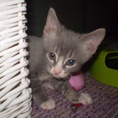 No photo for Squeaky