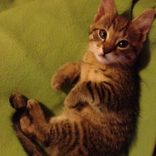 No photo for Tigger