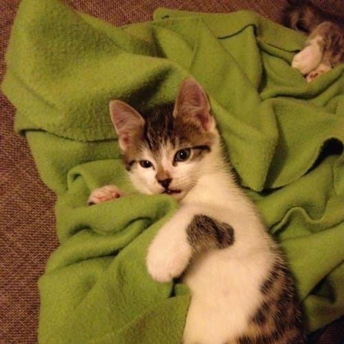 Rupert