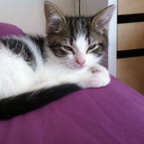 No photo for Crumpet