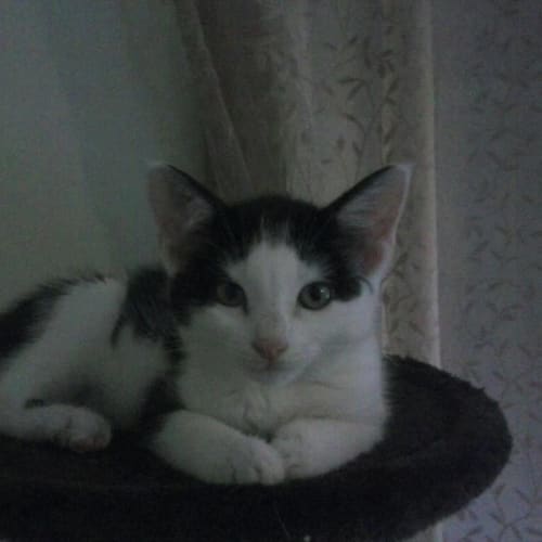 Priscilla