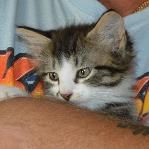 No photo for Buster The Kitten
