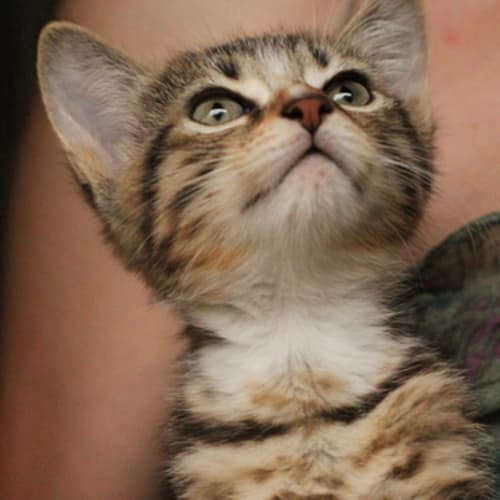 Pound Cats | Sunny