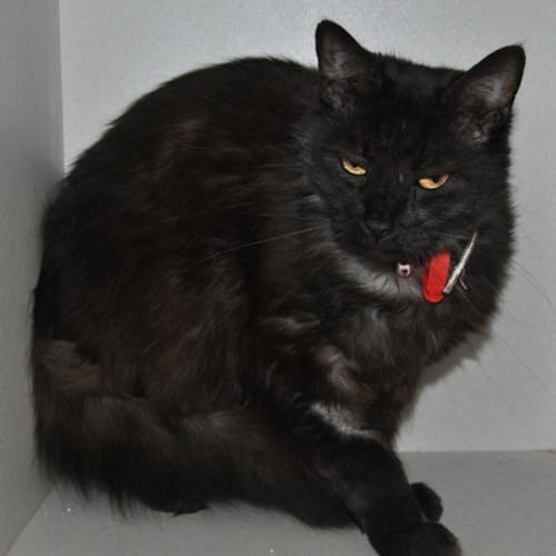 No photo for Sooty