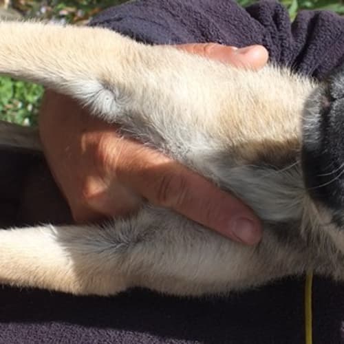 No photo for Pup 1