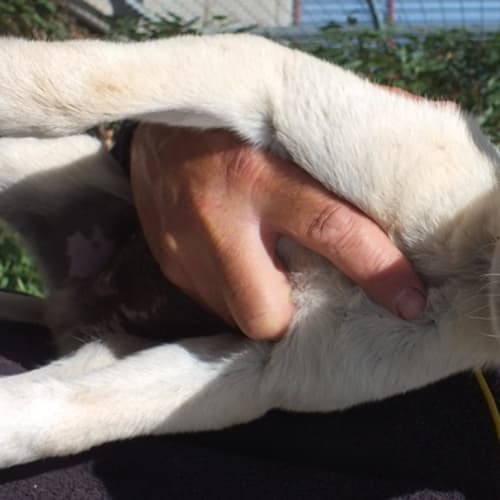 No photo for Pup 4