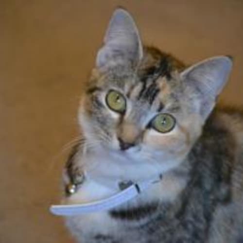Cleo