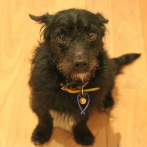 Dizzy ~senior boy, only $200 ~On trial (6/1/13)
