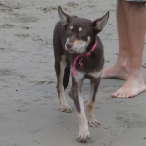 No photo for Toby (Adoption Pending)
