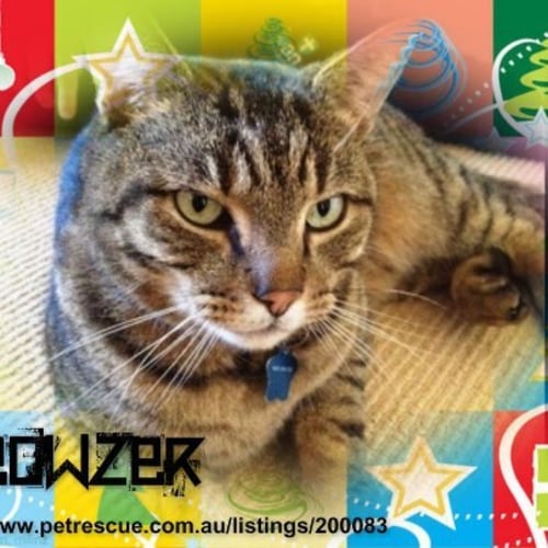 No photo for Meowzer ** On Trial With His New Family ** 