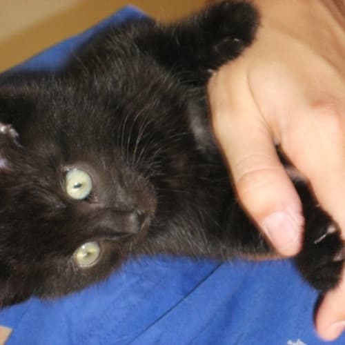 Starsky - Adoption Pending