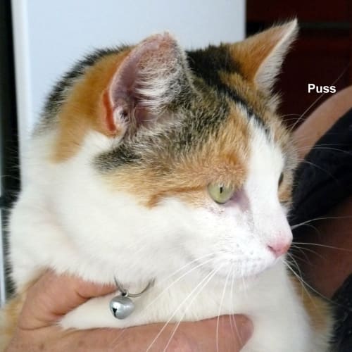 Puss