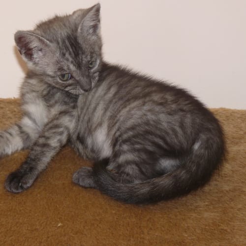 Little Sam