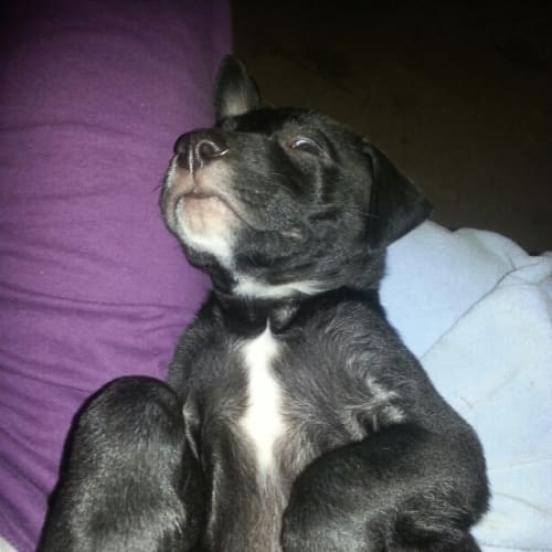 No photo for Robin  12 Weeks Lab X Staffy