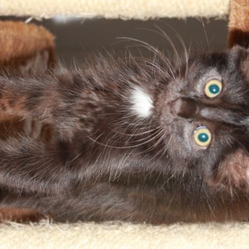 No photo for Snickers(nc156)