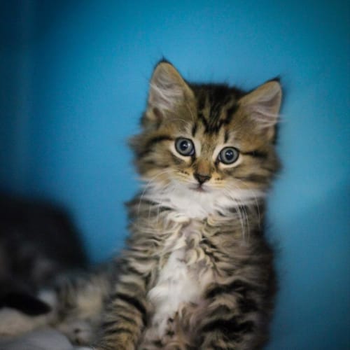 No photo for Pound Cats | Simba