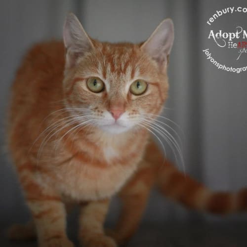 No photo for Pound Cats | Daphne