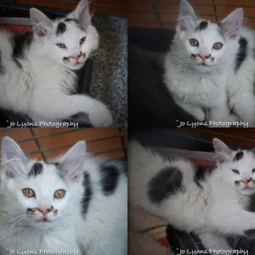No photo for Pound Cats | Mou